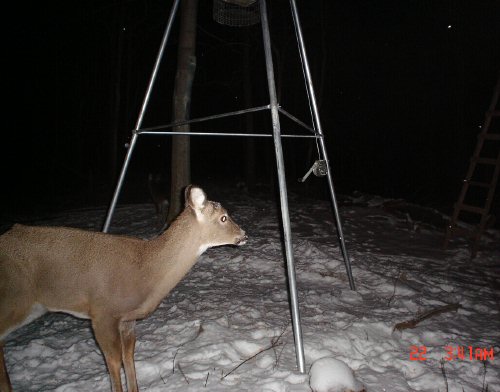 Whitetail buck that has shed it's antlers.